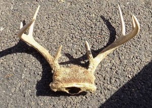 lot 186 image: DEER ANTLER SET WITH SKULL CAP  - 8 PT