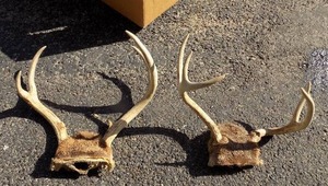 lot 187 image: DEER ANTLER SETS WITH SKULL CAP  - 5 PT  4 PT