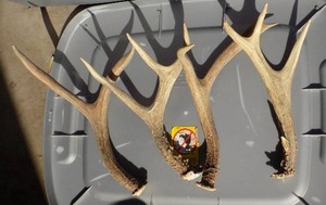 lot 188 image: 4 DEER HORNS