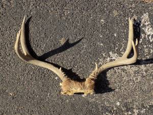 lot 189 image: DEER ANTLER SET WITH SKULL CAP  - 8 PT