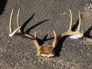 lot 190 image: DEER ANTLER SET WITH SKULL CAP  - 8 PT  NICE RACK