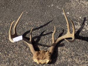 lot 191 image: DEER ANTLER SET WITH SKULL CAP  - 8 PT NICE