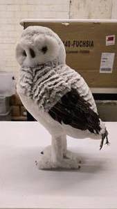 lot 54 image: Full Size Decorative Snow Owl