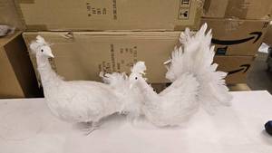 lot 164 image: Lot of 2 Real Feather Display Peacocks