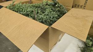 lot 194 image: Large Box Full of Artificial Life Like Juniper Branches