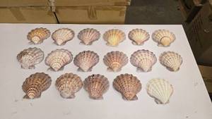 lot 597 image: Lot of 16 Large Lion Paw Sea Shells