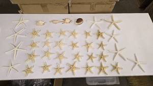 lot 598 image: Large Lot Starfish & More