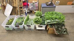 lot 822 image: Large Lot Artificial Flowers.  SO MANY FLOWERS AND LOTS OF $$ HERE.  SEE PICTURES FOR EVERYTHING INCLUDED  QUANTITY 5 TOTES TOTAL  BID IS TIMES THE QUANTITY SO YOU ARE BIDDING PER TOTE