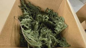 lot 831 image: Large Box Full of Life Like Soft Rubber Artificial Christmas Garland.  Approx 50 Total