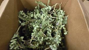 lot 830 image: Large Box Full of Mixed Leaf Eucalyptus & Lavender Themed Holiday Garland