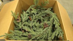lot 890 image: Large Box FUUL of Life Like Christmas Garland.  Box is 24 x 24 x 30