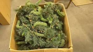 lot 893 image: Large Box FUUL of Life Like Christmas Garland