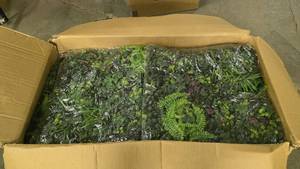 lot 937 image: Large Box FULL of Backdrop Wall Plant Panels.  Approx 32 Panels