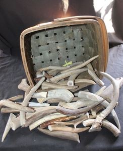 lot 274 image: Basket full of Cut Deer Antlers