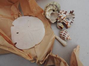 lot 92 image: Sea shells and sand dollars