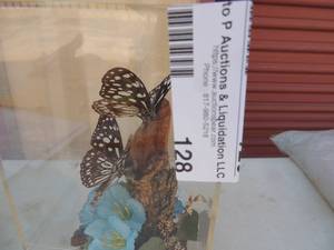 lot 128 image: Butterfly display with case