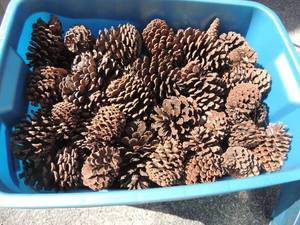lot 354 image: Crate of pine cones
