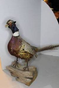 lot 229 image: vintage taxidermy ring-necked pheasant mount standing on a wood base