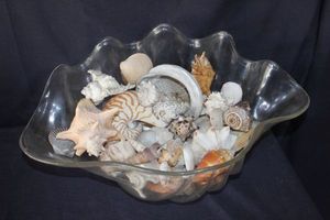 lot 81 image: Sea shells