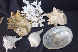 lot 24 image: Assorted Marine Specimens, including several distinct types of shells and coral. Includes Coral, Abalone Shell, Conch and Murex Shell