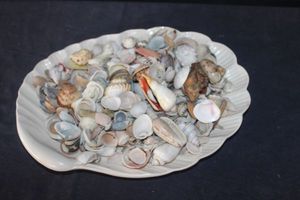 lot 83 image: Sea shells