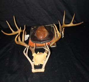lot 249 image: Taxidermy pieces featuring a set of antlers&nbsp