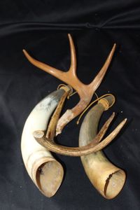 lot 263 image: Bovine horns and deer antler