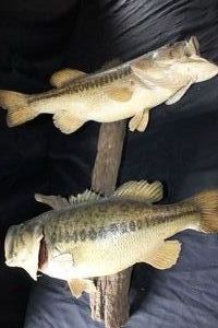 lot 415 image: Mounted big mouth bass The ones that didnt get away