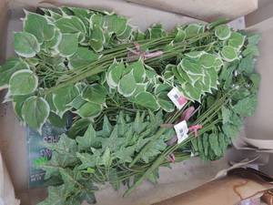 lot 177 image: Greenery