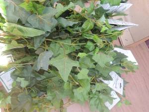 lot 326 image: Greenery