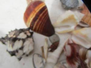 lot 125 image: Crayola Bank with  shells