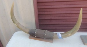 lot 387 image: Bull horns