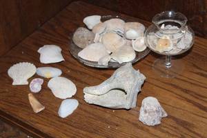 lot 308 image: Shells and more see pictures