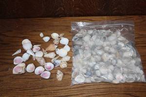 lot 309 image: Shells