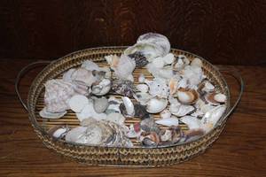lot 310 image: Shells and more see pictures