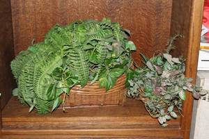 lot 348 image: faux house plants