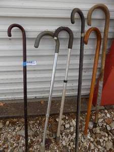 lot 101 image: Canes x 6