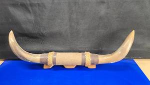 lot 18 image: Vintage Mounted Bull Horns