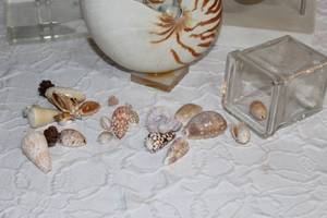 collection of natural decorative seashells and more see pictures for details