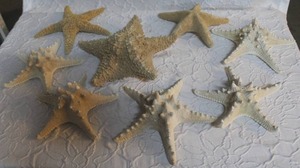 lot 8 image: COMING SOON