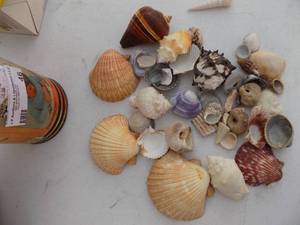 lot 46 image: Sea shells