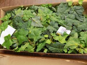 lot 58 image: Greenery