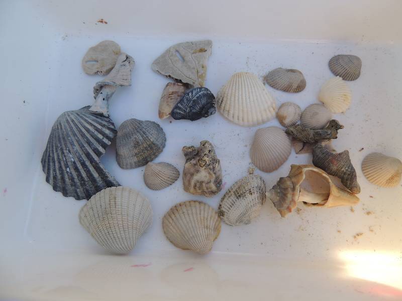 lot 135 image: Sea shells