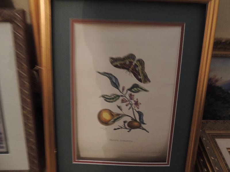 lot 1094 image: 2 Lotus Aurantia pictures 14x18 one with glass one not