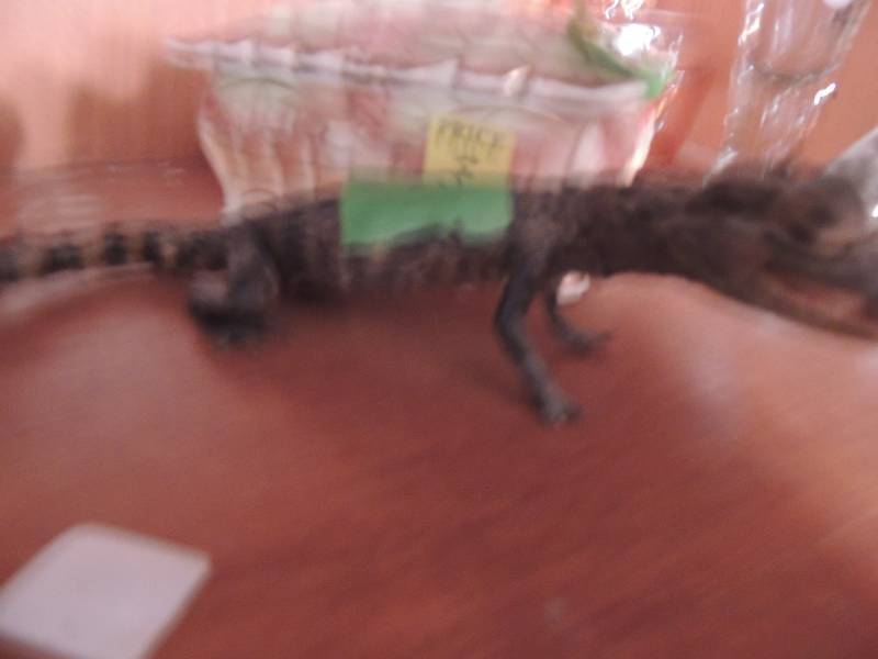 lot 322 image: Stuffed SMALL ALLIGATOR
