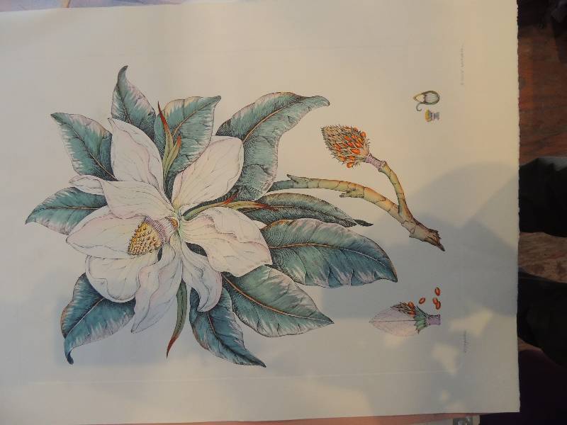 lot 113 image: Adan Mitroa- Magnolia 26x20.    Aquilegia Stellata Flore- Purpureo 25x13.     Althaea  fruiticans Hispanica 25x13