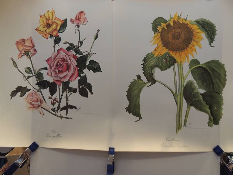 lot 123 image: Barbara Weaver Long- Rox Rosa Gallica 29 12 x 19.   Sunflower Helianthus Annous 861000 24 12 x 19.     Karen Vernon- Delicato 30x13.    Mary Kay Krell    Orchid Phaleanopsis 25 x 13 Orchid Dendrobium 25x13