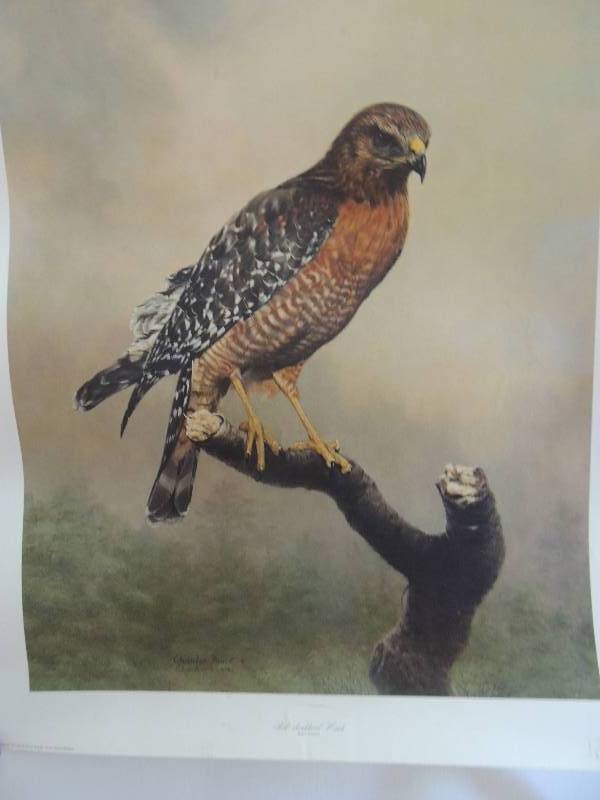 lot 155 image: Charles Frace- Red Shouldered Hawk Signed 28x24