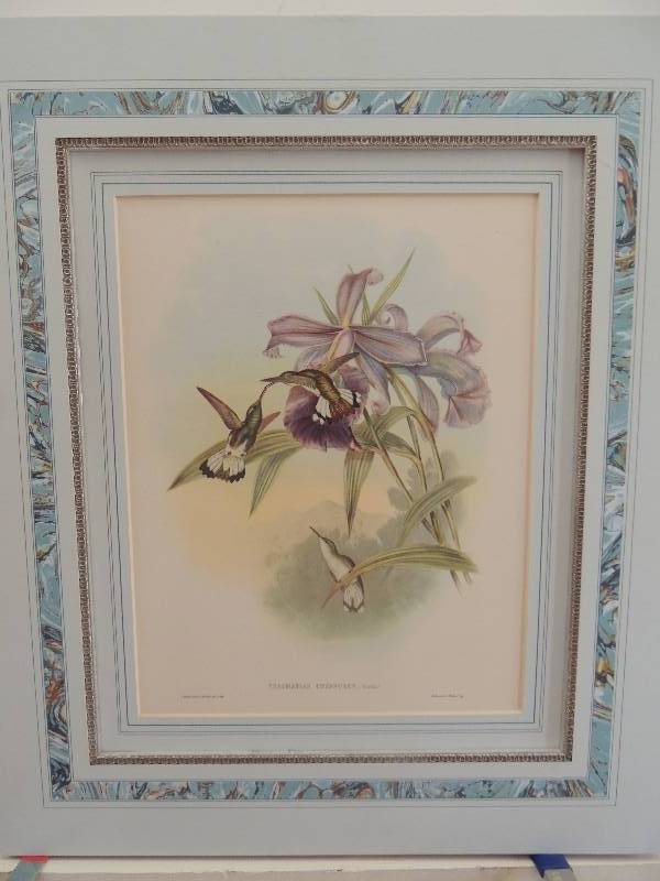 lot 177 image: Thaumatias Chionurus- Hummingbirds double matted 21x18 mat size 15x12 print.      L. De Bose Hummers 43300 17x20 double matted 14 x 17 12 print