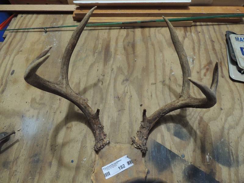 lot 182 image: 8 point deer antlers